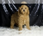 Small #2 Goldendoodle (Miniature)