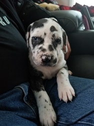 Daniff Puppy for sale in SPOKANE, WA, USA