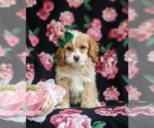 Cock-A-Poo-Poodle (Miniature) Mix Puppy for sale in BIRD IN HAND, PA, USA