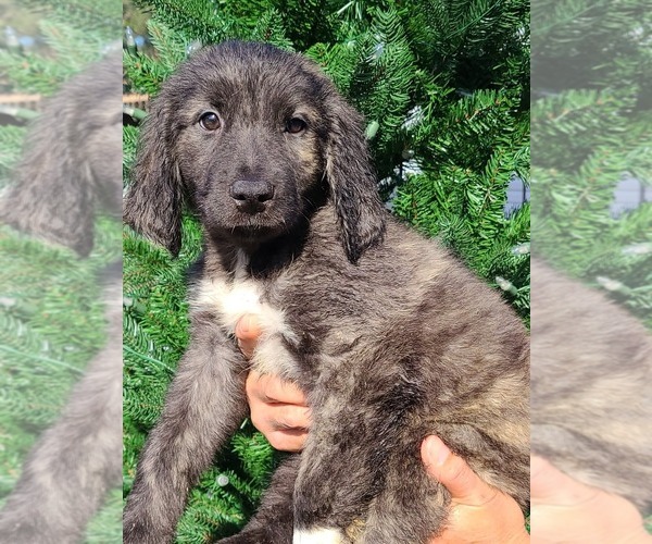 Medium Photo #1 Saint Berdoodle Puppy For Sale in LITHIA, FL, USA