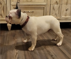 Father of the French Bulldog puppies born on 04/11/2025