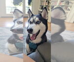 Small Siberian Husky