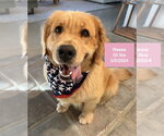 Small Photo #14 Golden Retriever Puppy For Sale in West Hollywood, CA, USA