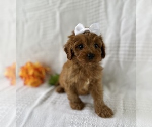 Cavapoo Puppy for sale in ELKTON, KY, USA