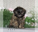 Small Shih Tzu