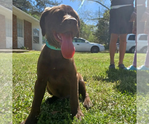 Labrador Retriever Puppy for sale in RIVERDALE, GA, USA