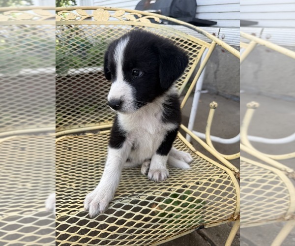 Medium Photo #1 Pyrenees Border Collie Puppy For Sale in MOUNT PLEASANT, IA, USA