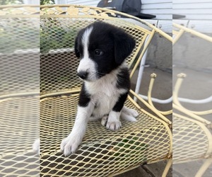 Pyrenees Border Collie Puppy for Sale in MOUNT PLEASANT, Iowa USA