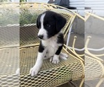 Small Pyrenees Border Collie