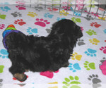 Small Photo #4 Poovanese Puppy For Sale in ORO VALLEY, AZ, USA