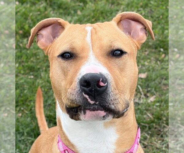 Medium Photo #1 Mutt Puppy For Sale in Jefferson, WI, USA