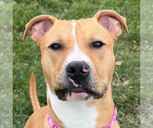 Mutt Dogs for adoption in Jefferson, WI, USA