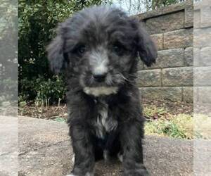 Aussiedoodle-Bernedoodle Mix Puppy for sale in EAST EARL, PA, USA