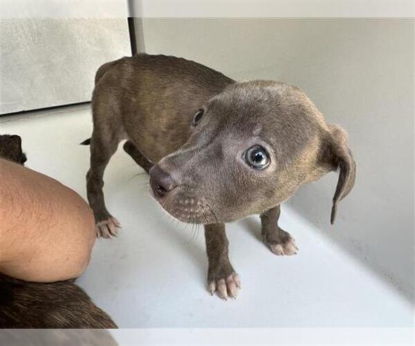 Medium Photo #1 American Pit Bull Terrier-Unknown Mix Puppy For Sale in Houston, TX, USA