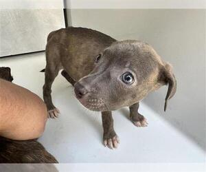 American Pit Bull Terrier-Unknown Mix Dogs for adoption in Houston, TX, USA