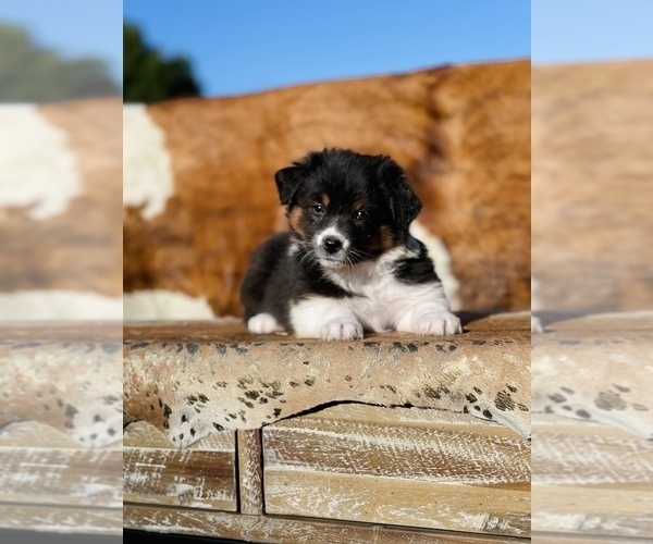 Medium Photo #11 Australian Shepherd Puppy For Sale in WESLEY CHAPEL, FL, USA