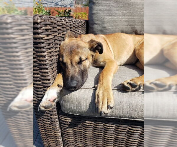 Medium Photo #6 Mutt Puppy For Sale in San Juan Capistrano, CA, USA