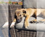 Small #5 Mutt