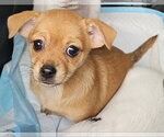 Small Chihuahua Mix