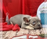 Puppy 3 French Bulldog