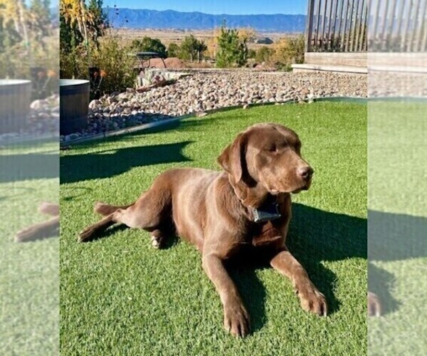 Medium Photo #1 Labrador Retriever Puppy For Sale in PENROSE, CO, USA