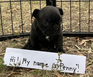 French Bulldog Puppy for Sale in DOSWELL, Virginia USA