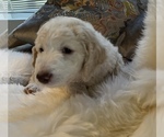 Small Photo #13 Goldendoodle Puppy For Sale in DAVIS, CA, USA