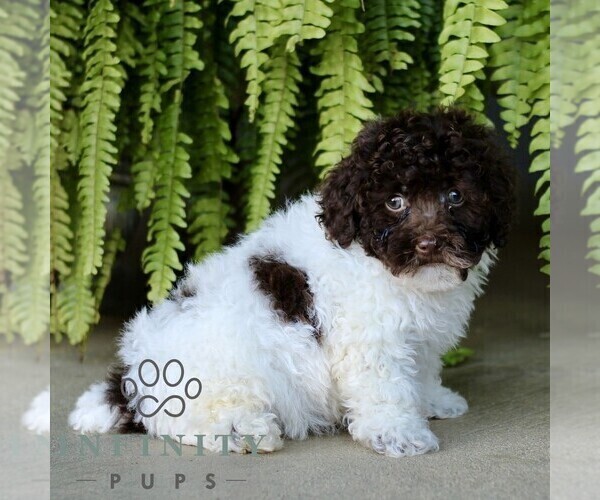 Medium Photo #4 Shih-Poo Puppy For Sale in GORDONVILLE, PA, USA