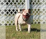 Small Photo #8 American Pit Bull Terrier Puppy For Sale in Virginia Beach, VA, USA