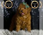 Small Photo #9 Goldendoodle (Miniature) Puppy For Sale in WARSAW, IN, USA