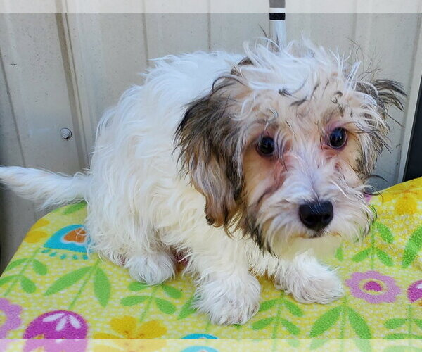 Medium Photo #3 Havanese Puppy For Sale in Mountain View, MO, USA