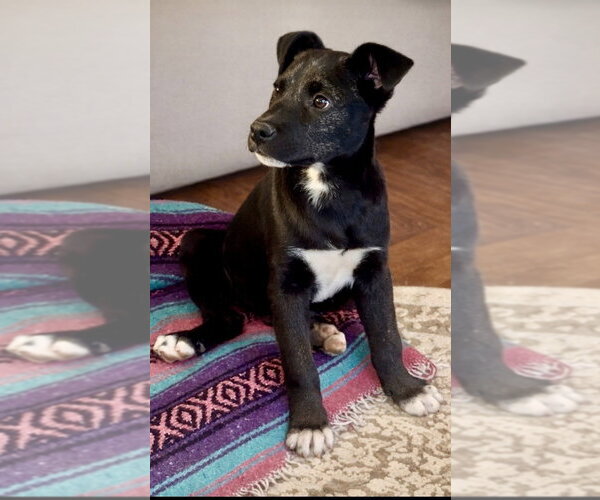 Medium Photo #7 Labrador Retriever-Unknown Mix Puppy For Sale in Mooresville, NC, USA