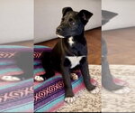 Small #6 Labrador Retriever Mix