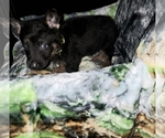 Small Photo #1 German Shepherd Dog Puppy For Sale in OKC, OK, USA
