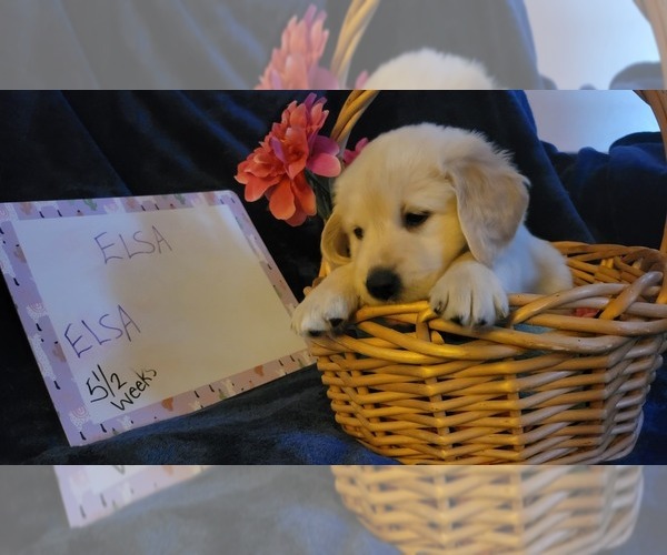 Medium Photo #10 Golden Retriever Puppy For Sale in VOORHEES, NJ, USA