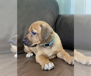 Medium Rhodesian Ridgeback
