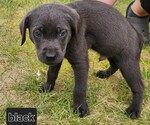Puppy Black Collar Labrador Retriever