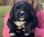 Puppy Aurora Golden Mountain Dog