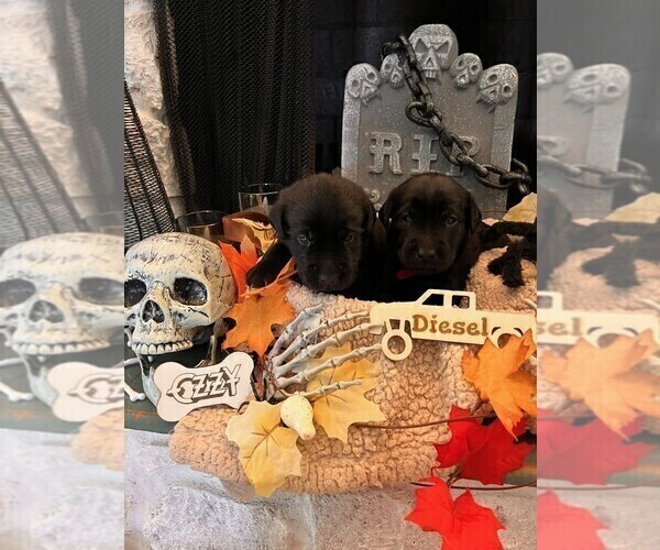 Medium Photo #2 Golden Labrador Puppy For Sale in PORT ORANGE, FL, USA