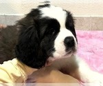 Small #3 Saint Bernard