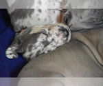 Small Photo #7 Great Dane Puppy For Sale in DANIELSON, CT, USA