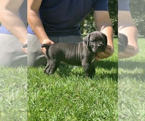 Medium Photo #3 Cane Corso Puppy For Sale in PORTERVILLE, CA, USA