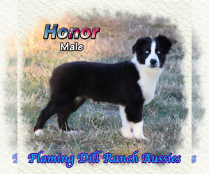 Miniature Australian Shepherd Puppy for sale in FORESTBURG, TX, USA