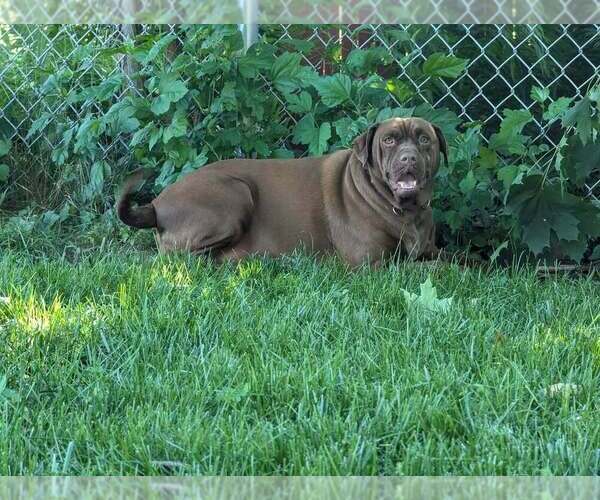 Medium Photo #4 Boxer-Unknown Mix Puppy For Sale in New York, NY, USA