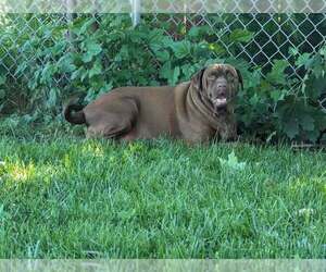 Sable (SC) - Female Boxer-Unknown Mix Dog for Adoption - Photo #4