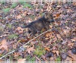 Small Photo #5 German Shepherd Dog Puppy For Sale in STATESVILLE, NC, USA