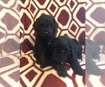 Small Photo #3 Labradoodle Puppy For Sale in HALIFAX, PA, USA