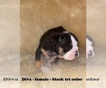 Small Photo #2 English Bulldog Puppy For Sale in CLARKRANGE, TN, USA