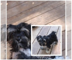 Havashire Puppy for sale in THAYER, KS, USA