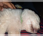 Small Photo #17 Maremma Sheepdog Puppy For Sale in THORN HILL, TN, USA